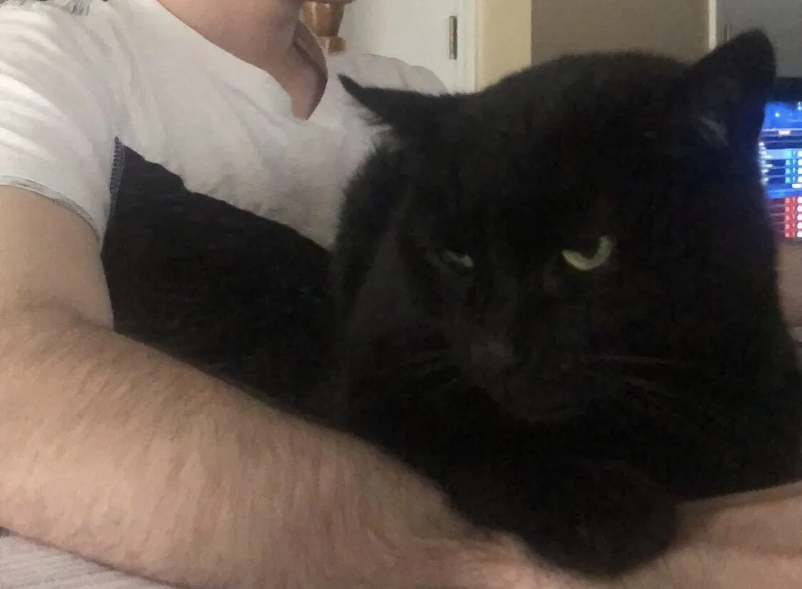 Lost cat in Mount Pleasant, TN, 38474