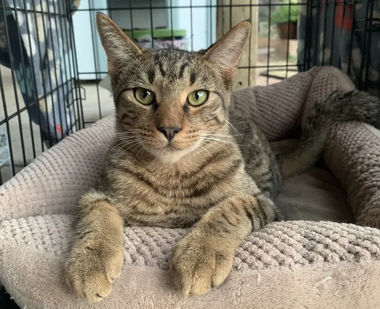 Lost cat in San Marcos, CA, 92069