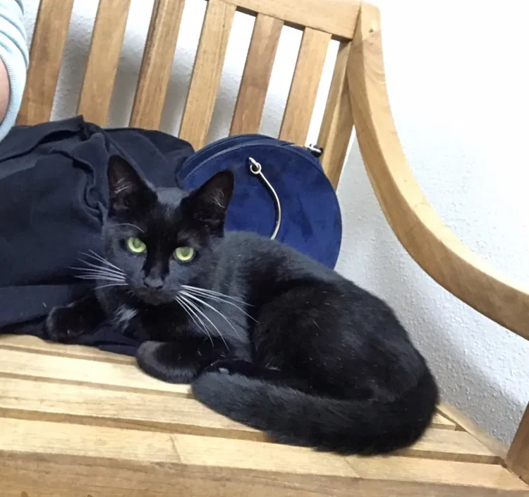 Lost cat in Seattle, WA, 98115