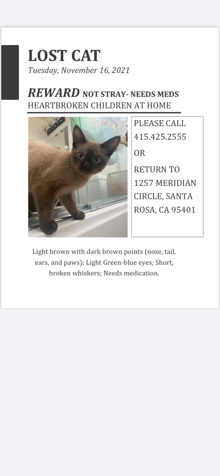 Lost cat in Santa Rosa, CA, 95401