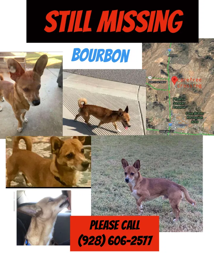 Lost dog in Phoenix, AZ, 85085