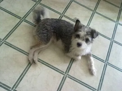 Lost dog in Houston, TX, 77082