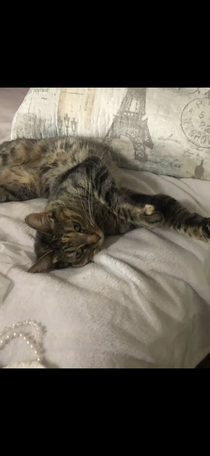 Lost cat in North Las Vegas, NV, 89032