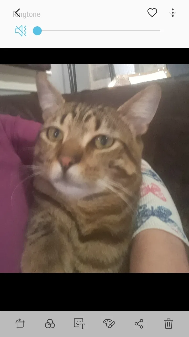 Lost cat in Houston, TX, 77084