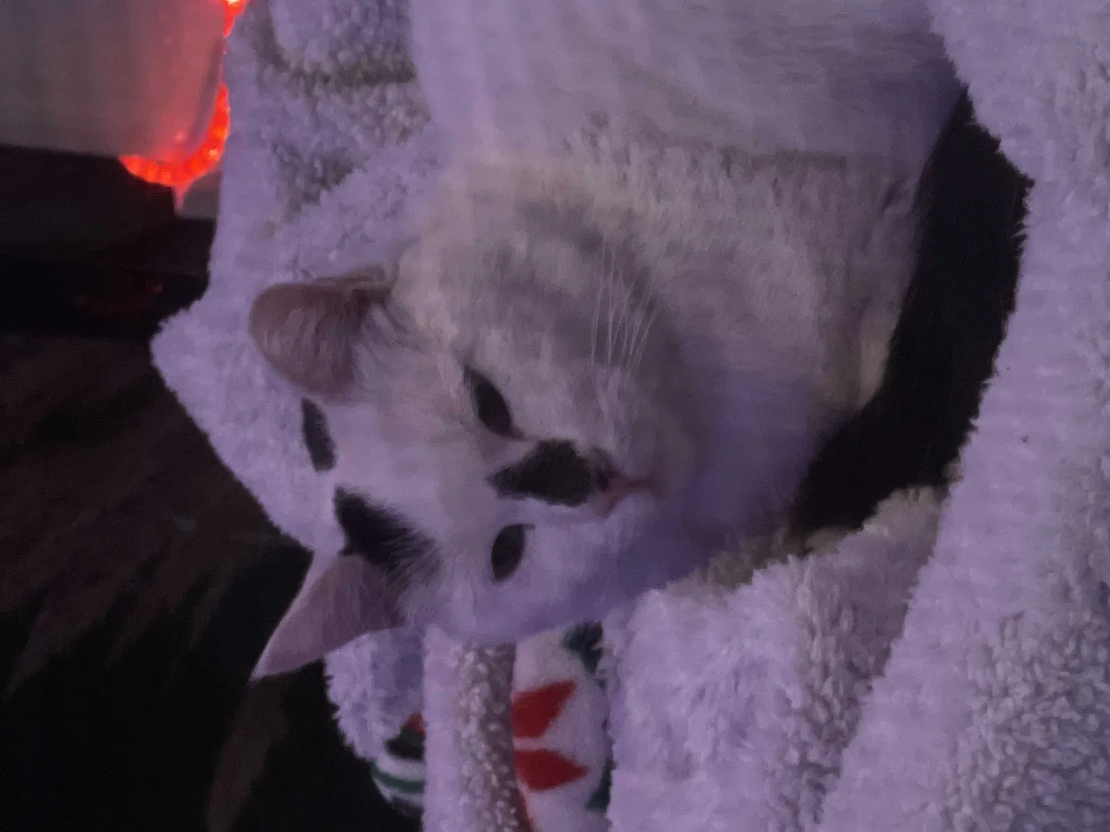 Found cat in Unknown, UT, 84009