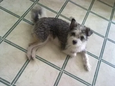 Lost dog in Houston, TX, 77082