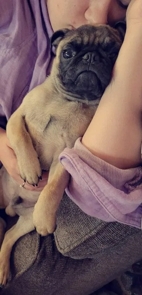 Lost dog in Albuquerque, NM, 87122