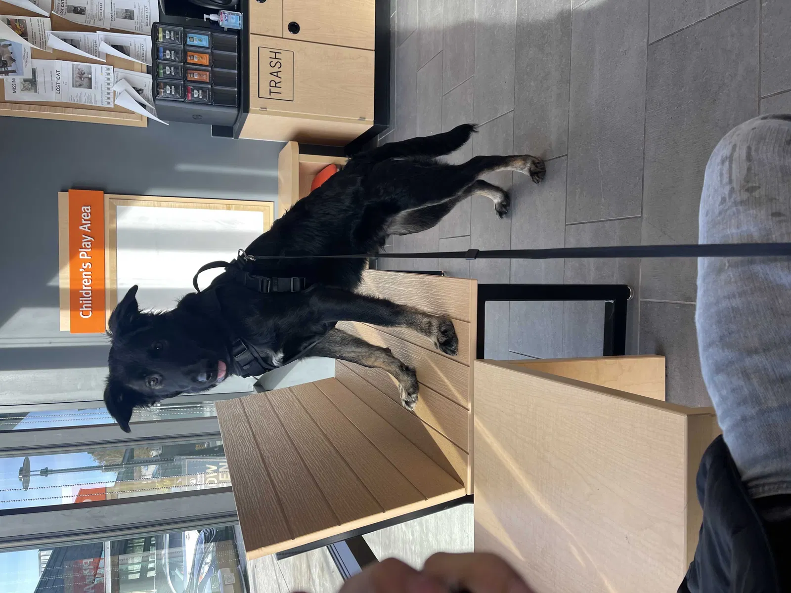 Lost dog in Beaverton, OR, 97006