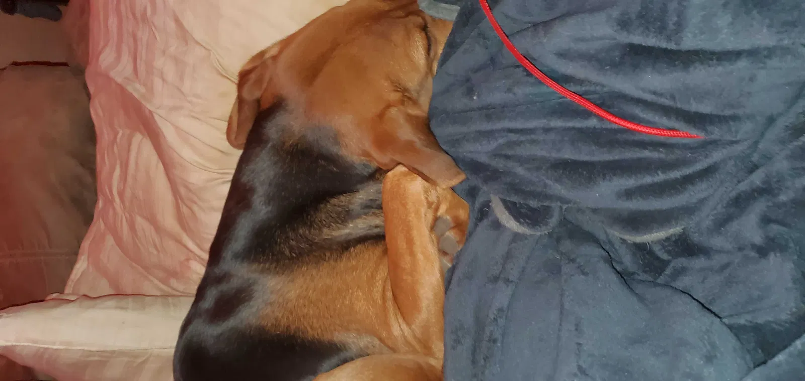 Lost dog in Wichita, KS, 67213