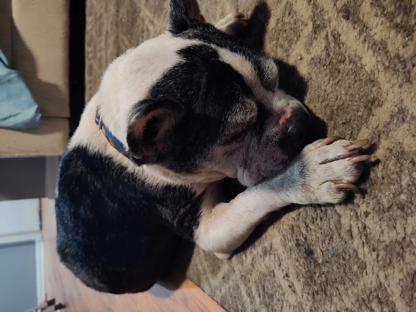 Found dog in Tampa, FL, 33610