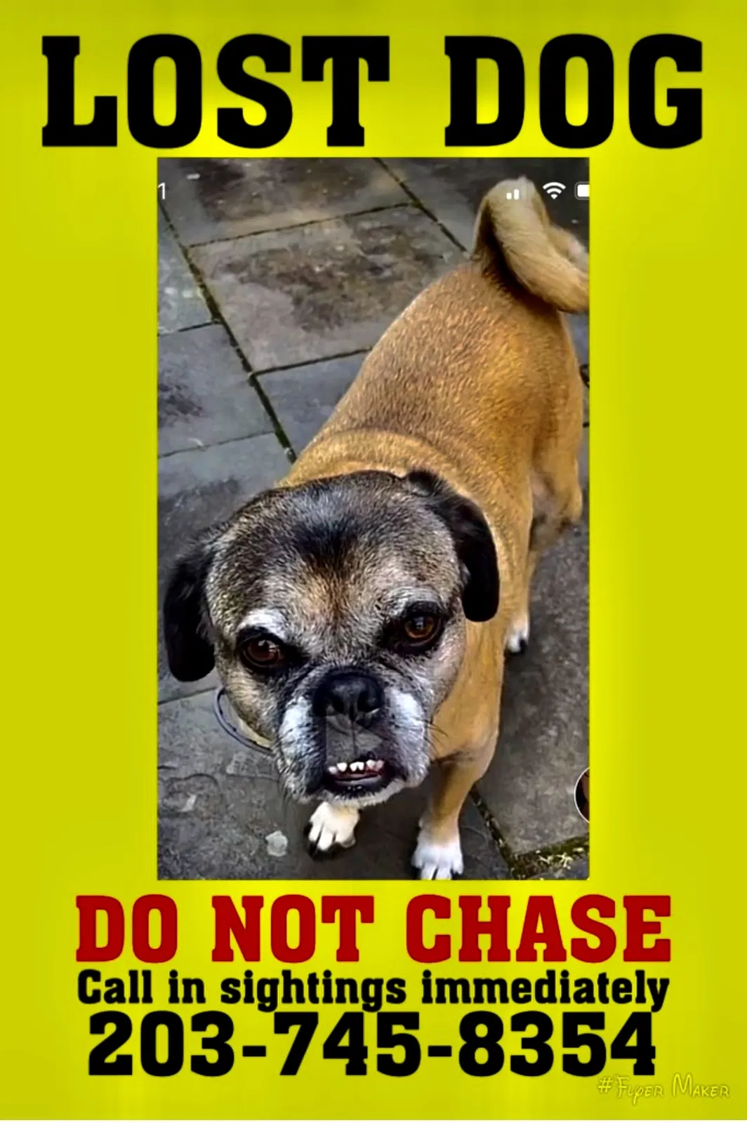 Lost dog in Waterbury, CT, 6706