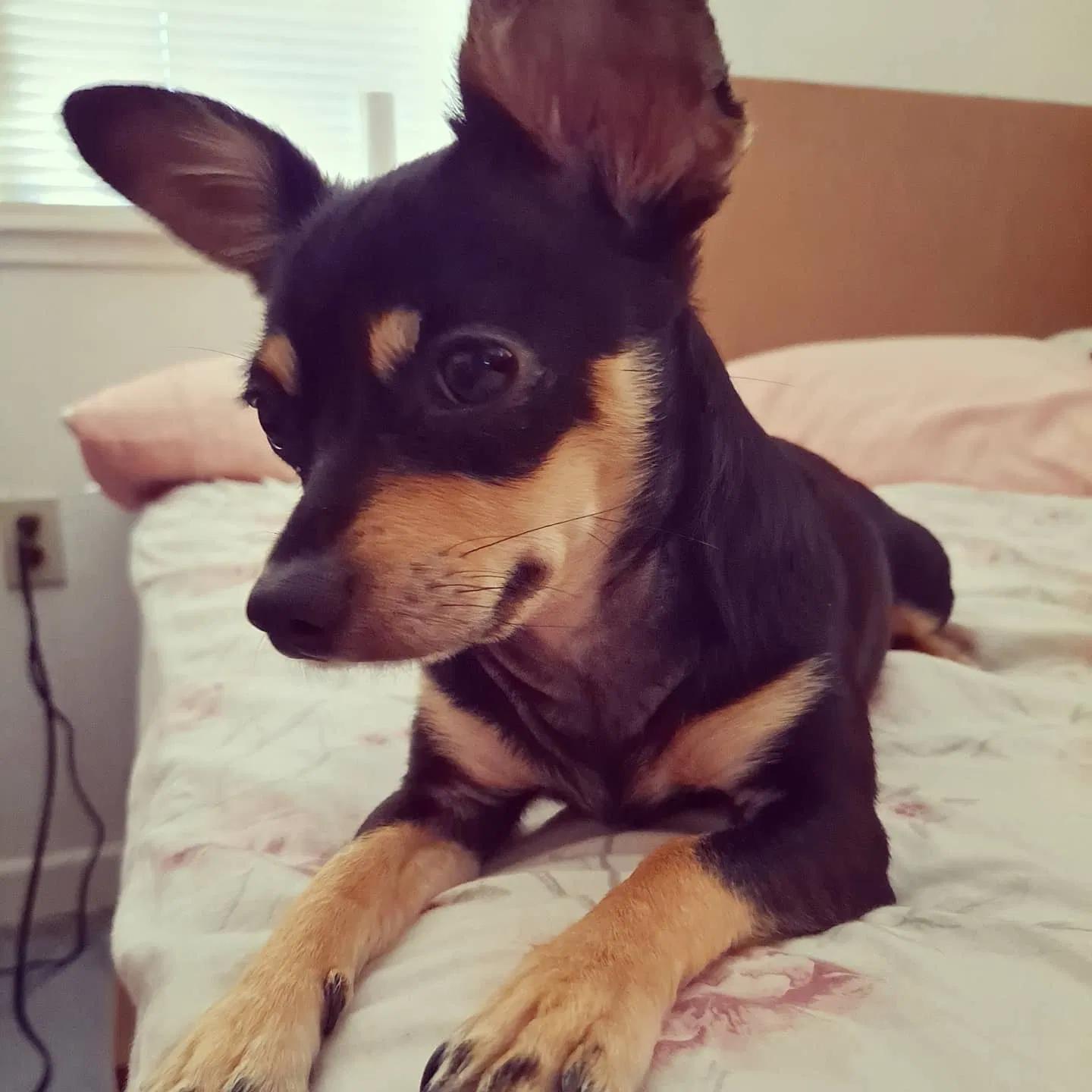 Lost dog in Elk Grove, CA, 95624