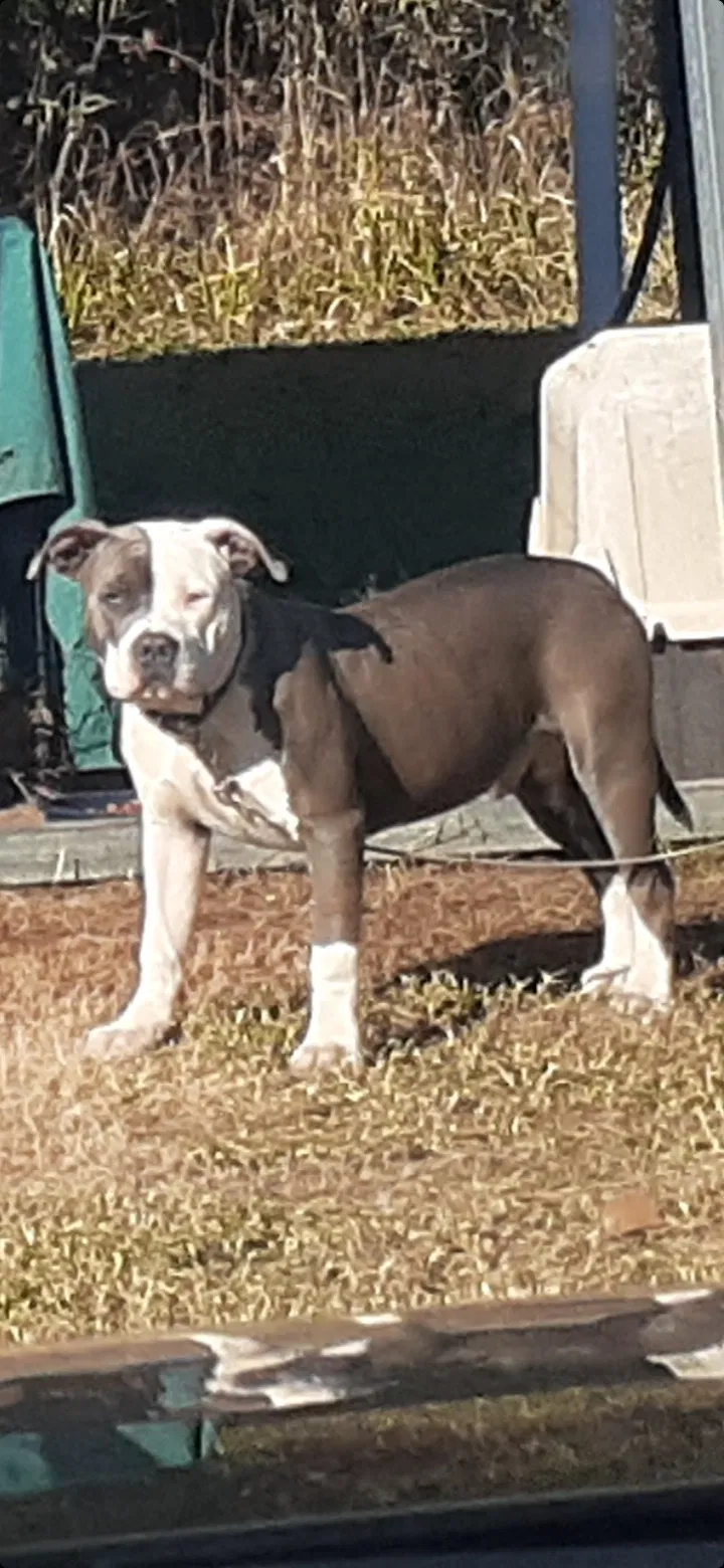 Lost dog in Moss Point, MS, 39563