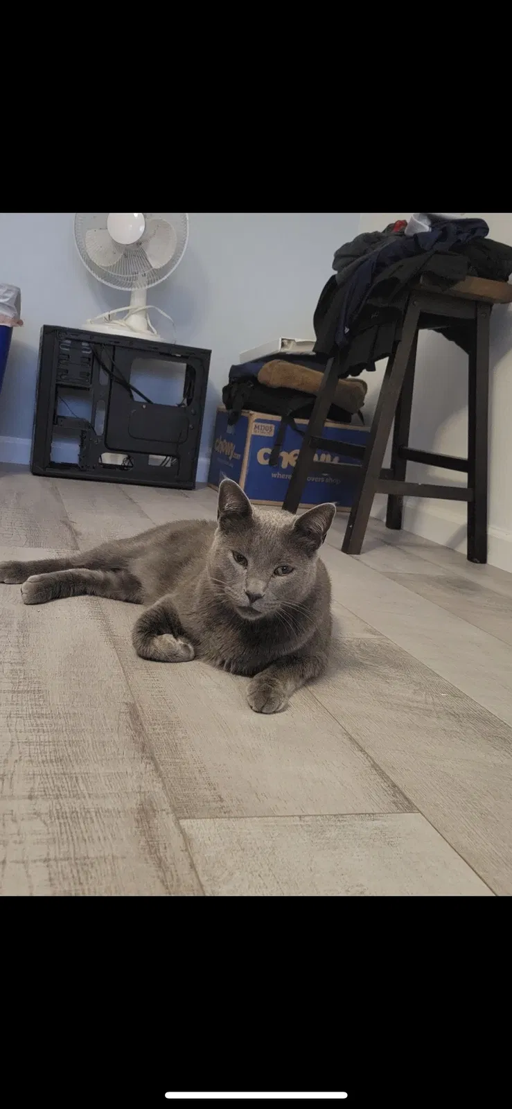 Lost cat in San Diego, CA, 92105