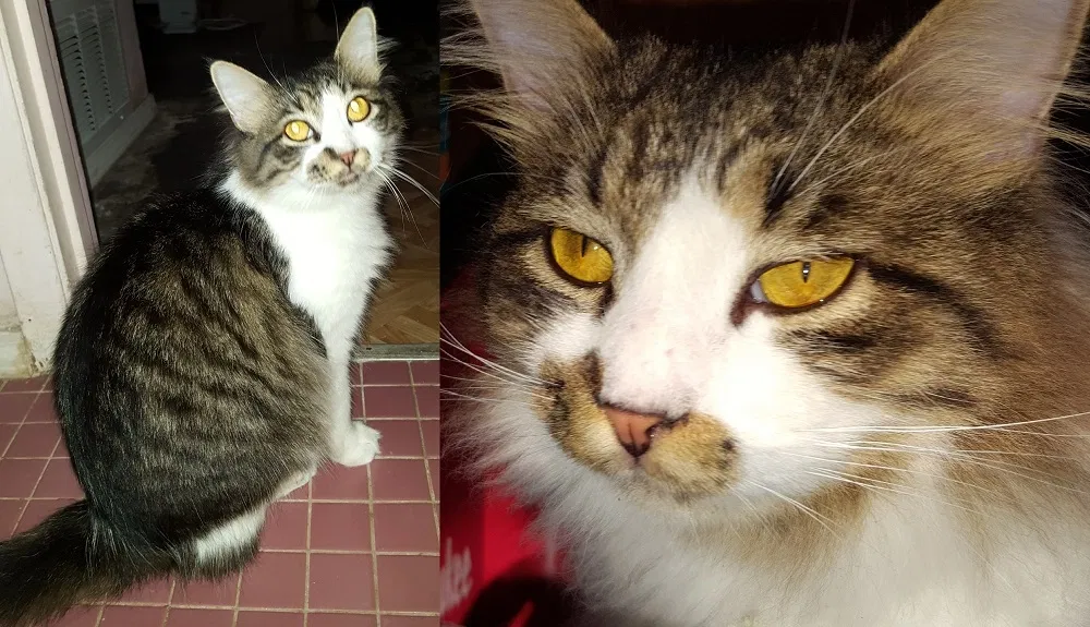 Lost cat in San Antonio, TX, 78227