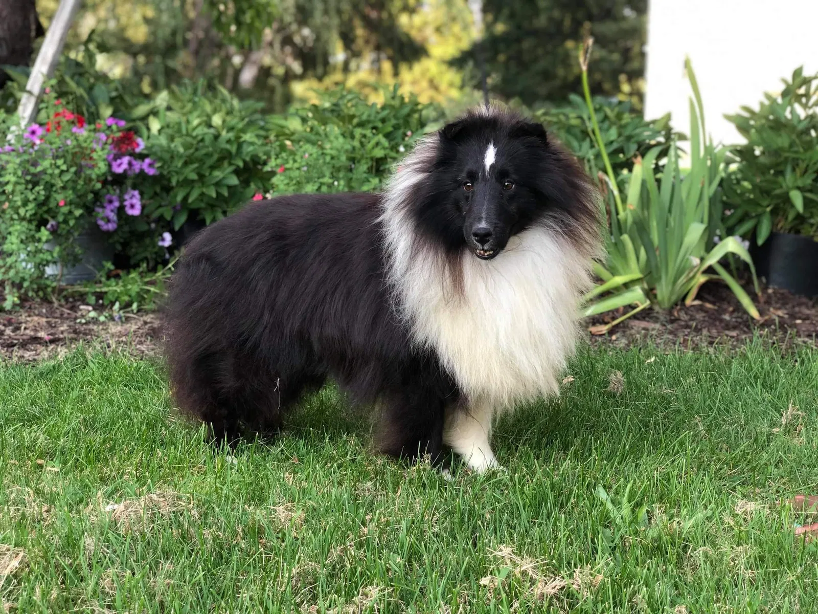 Lost dog in Valleyford, WA, 99036