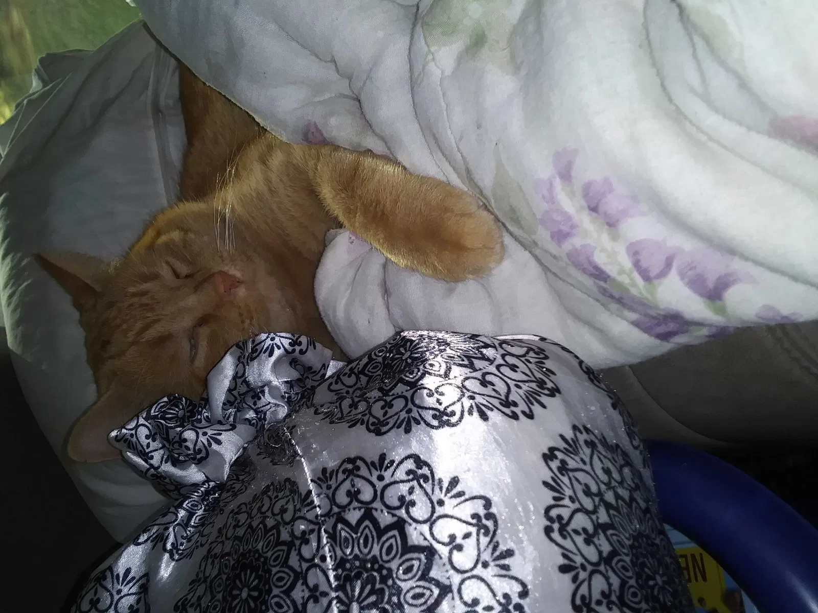 Lost cat in Bethel, MN, 55005