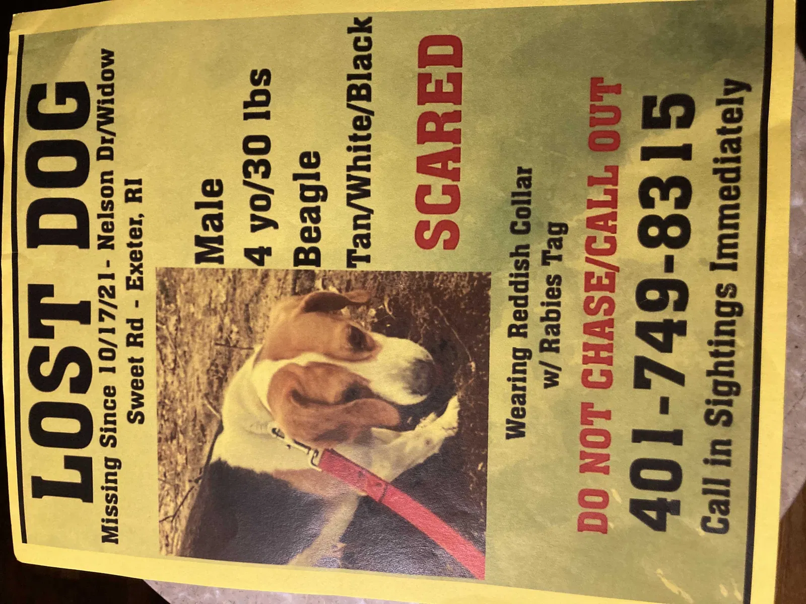 Lost dog in Saunderstown, RI, 2874