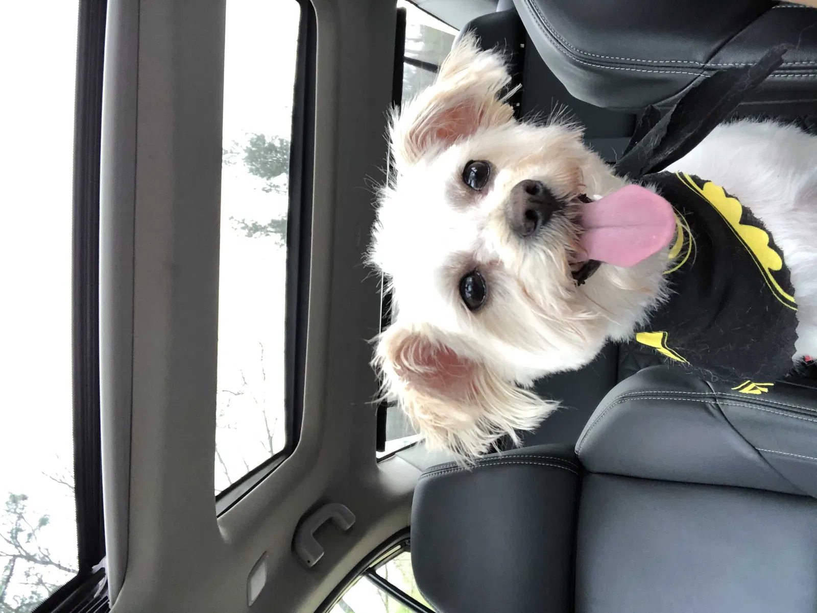Lost dog in Stone Mountain, GA, 30088