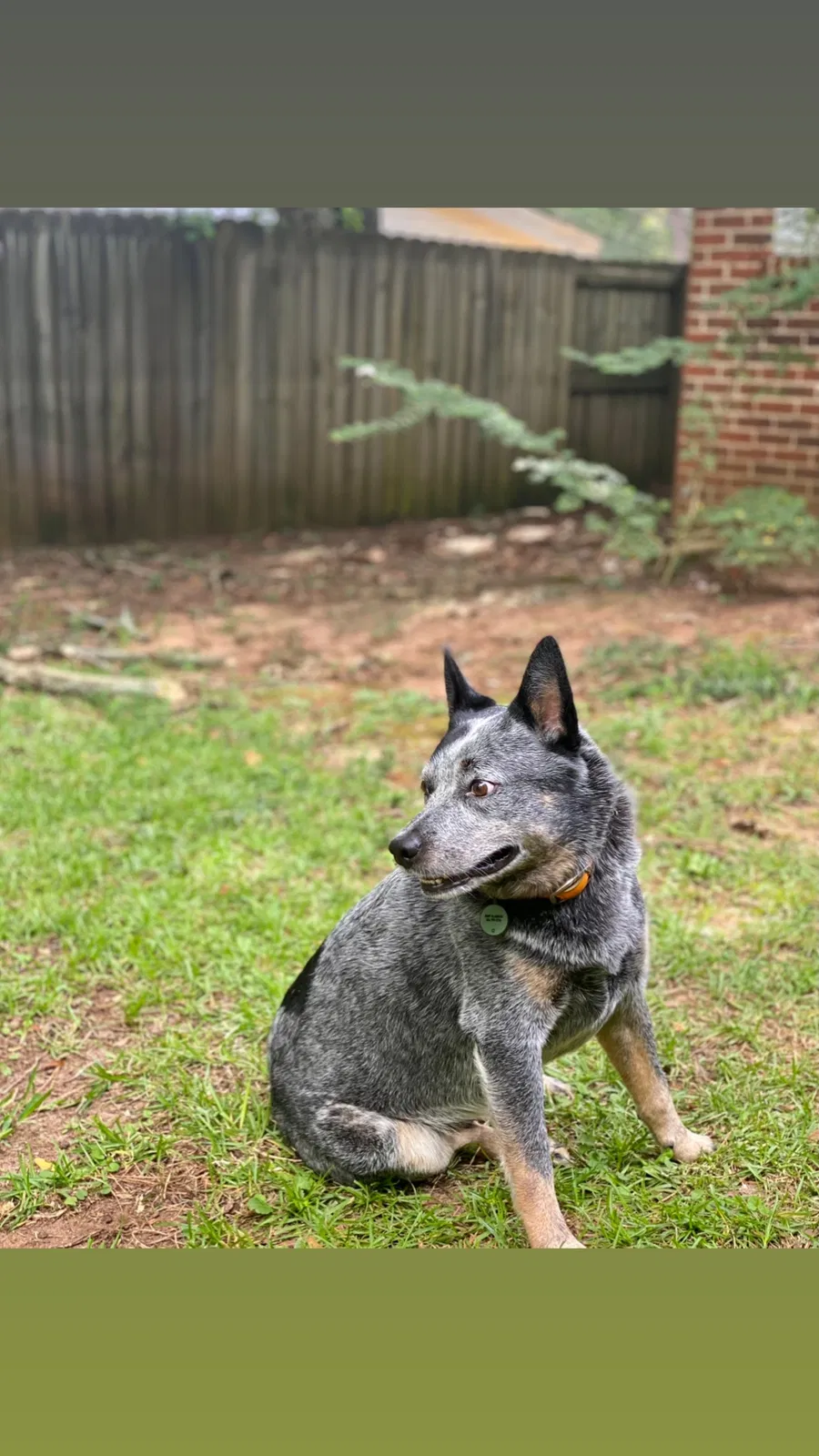 Lost dog in Montgomery, AL, 36109