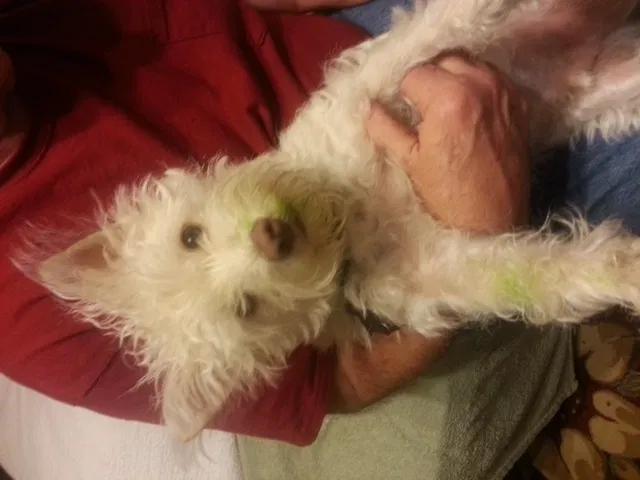 Lost dog in Little Rock, AR, 72223