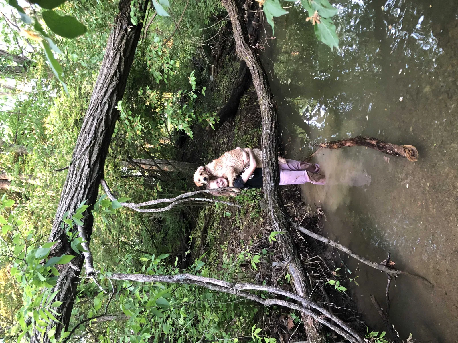 Lost dog in West Chester, OH, 45069