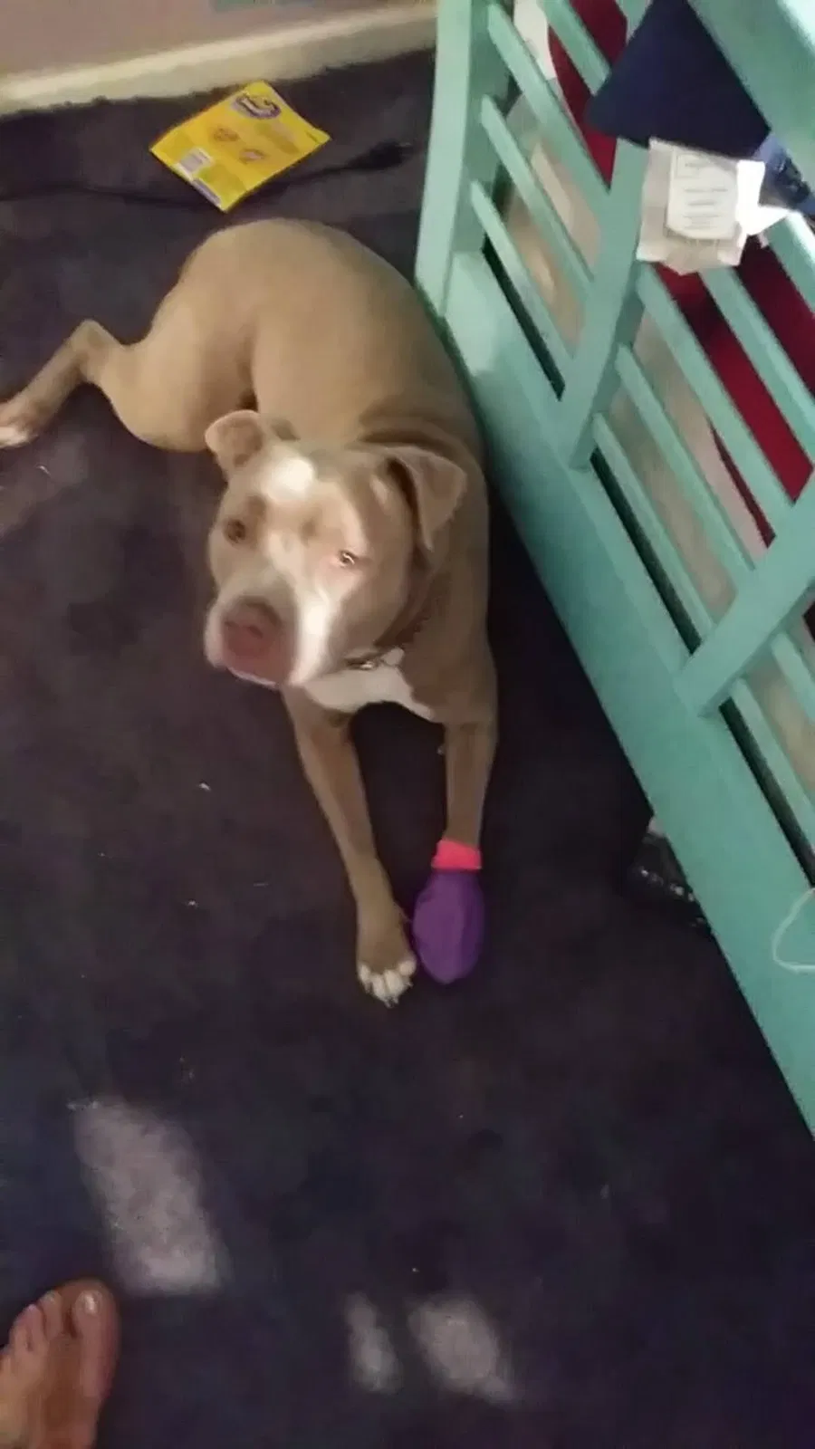 Lost dog in Alvin, TX, 77511