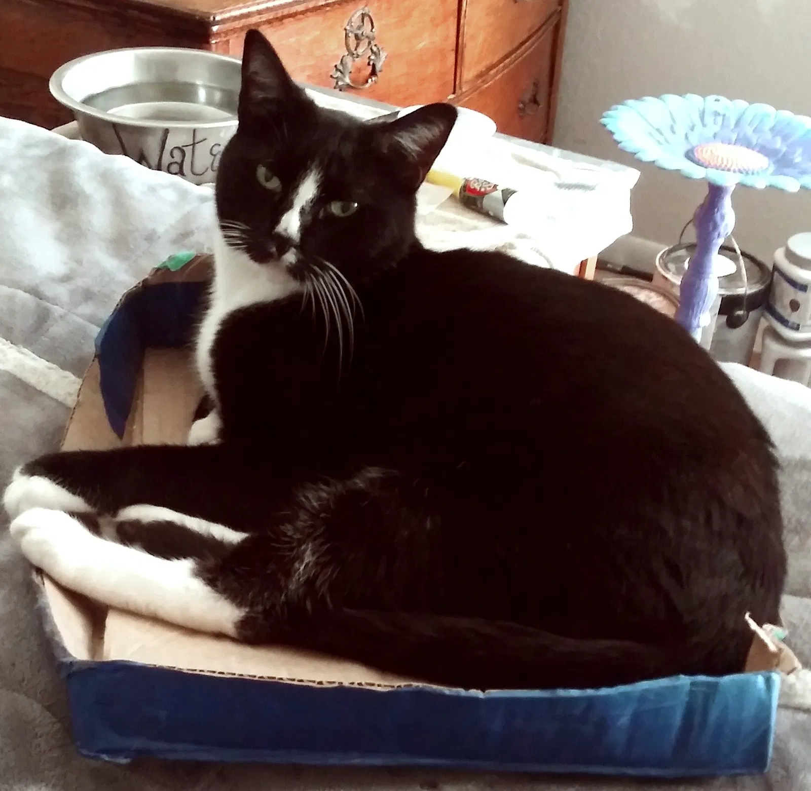 Lost cat in Katy, TX, 77449