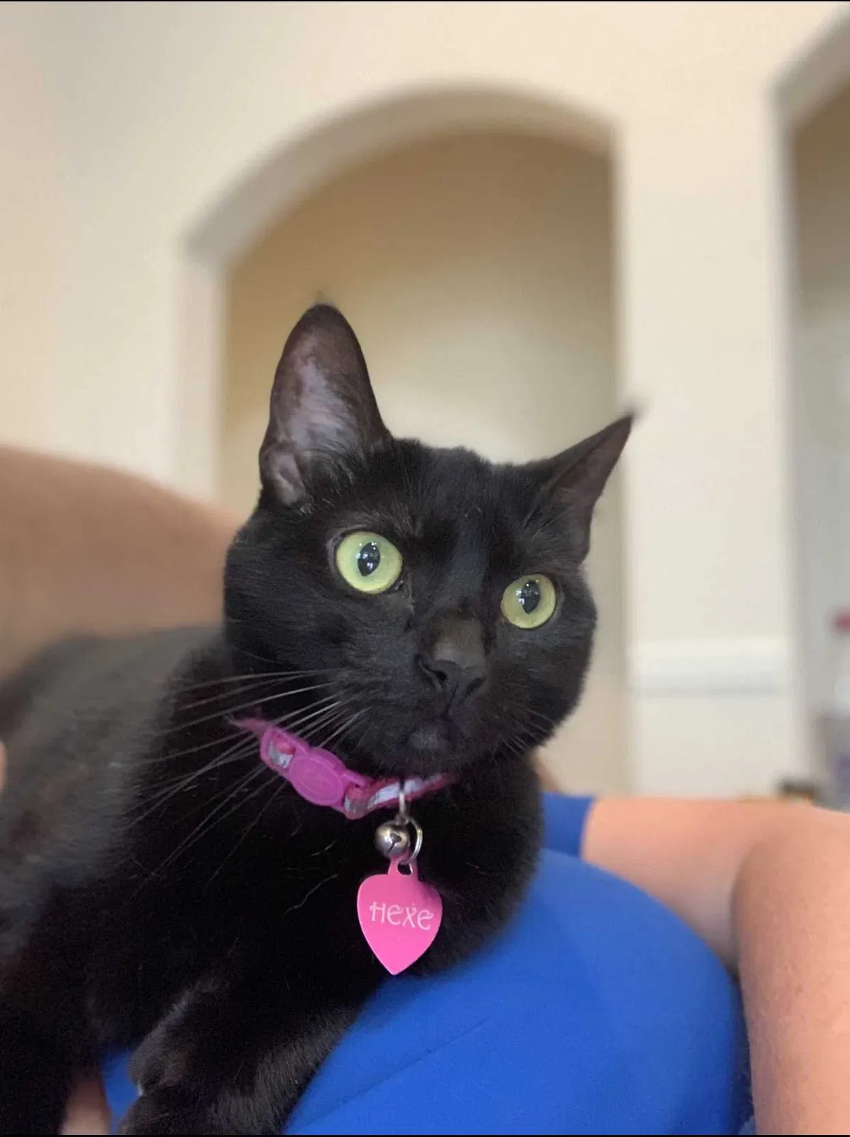 Lost cat in Friendswood, TX, 77546