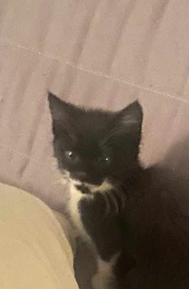 Lost cat in Houston, TX, 77025