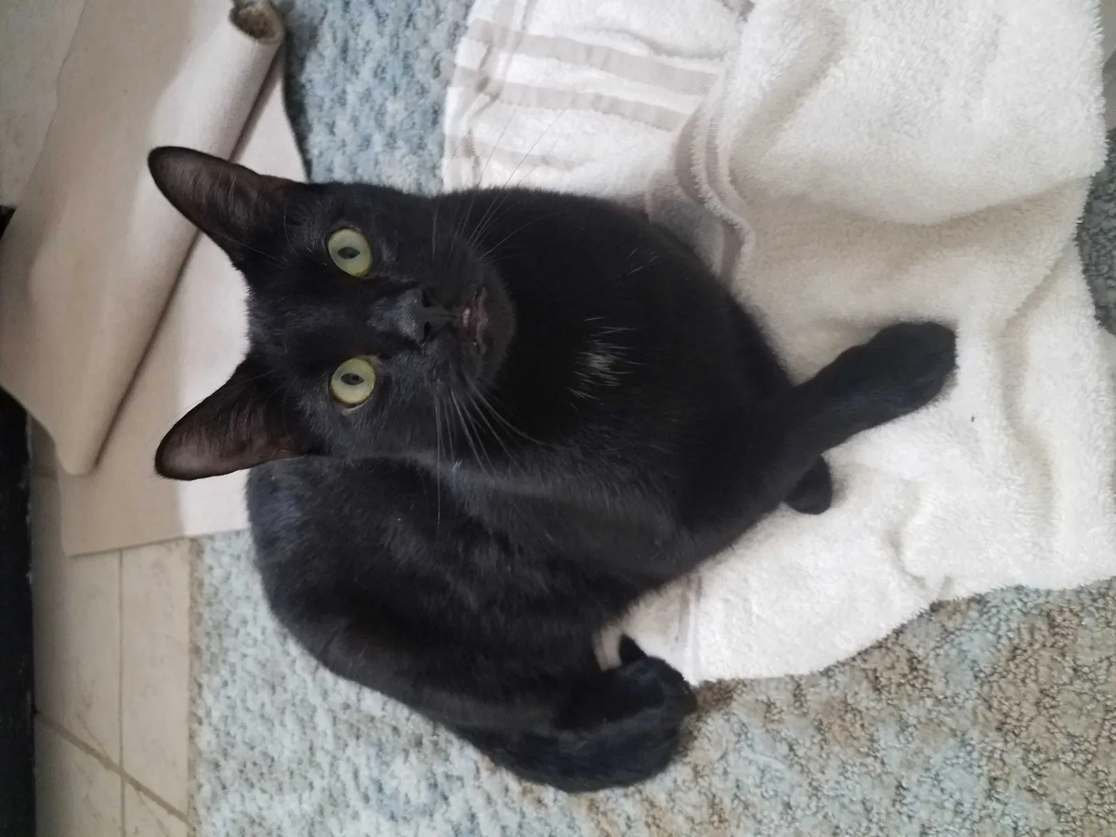 Lost cat in Saint Johns, FL, 32259