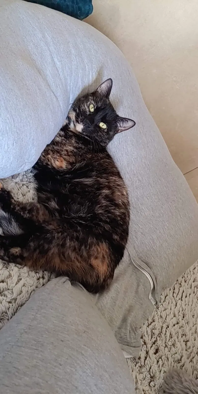 Lost cat in Greeley, CO, 80631