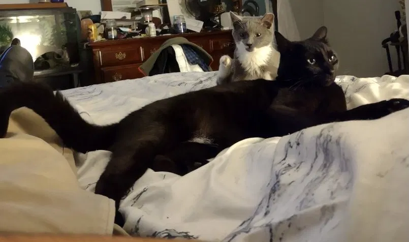 Lost cat in York, PA, 17402