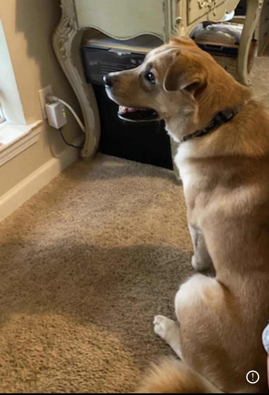 Lost dog in Vincent, AL, 35178