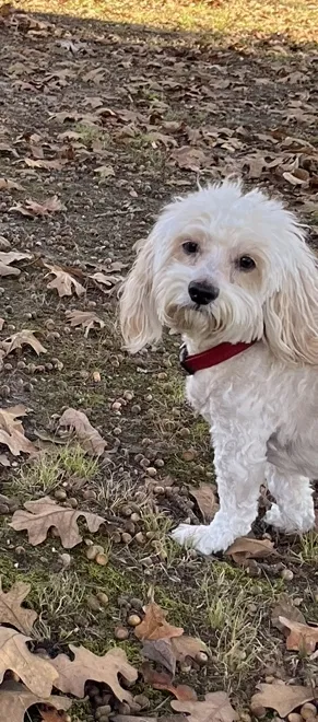 Lost dog in White Hall, AR, 71602