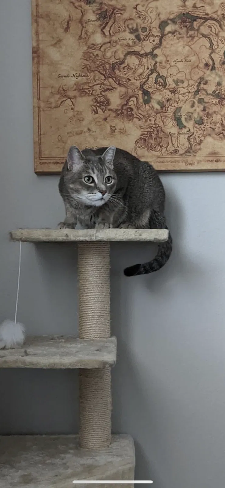 Lost cat in Austin, TX, 78744