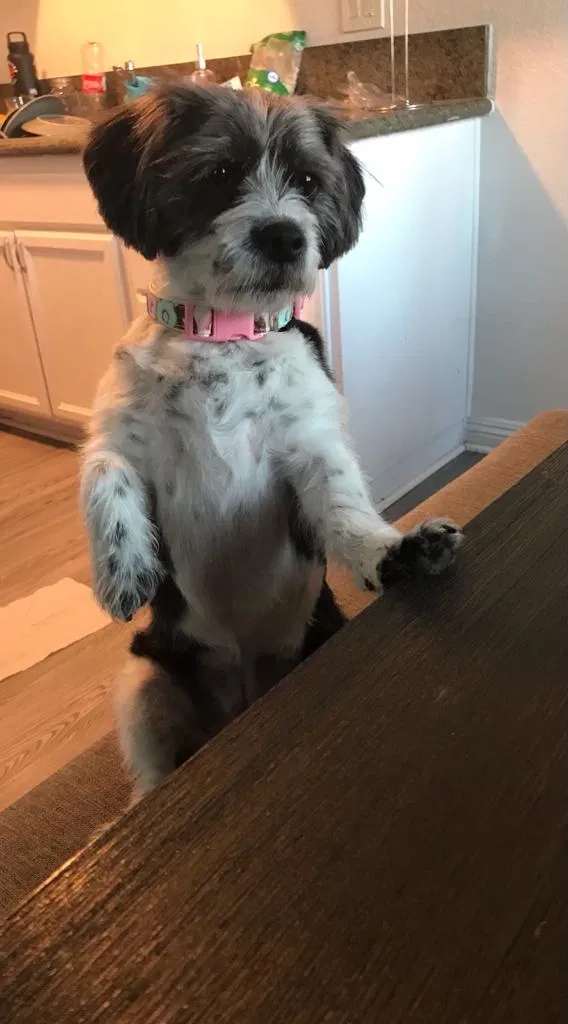 Lost dog in Mira Loma, CA, 91752