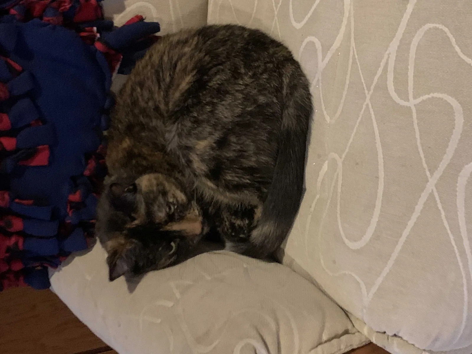 Lost cat in Elk Grove Village, IL, 60007