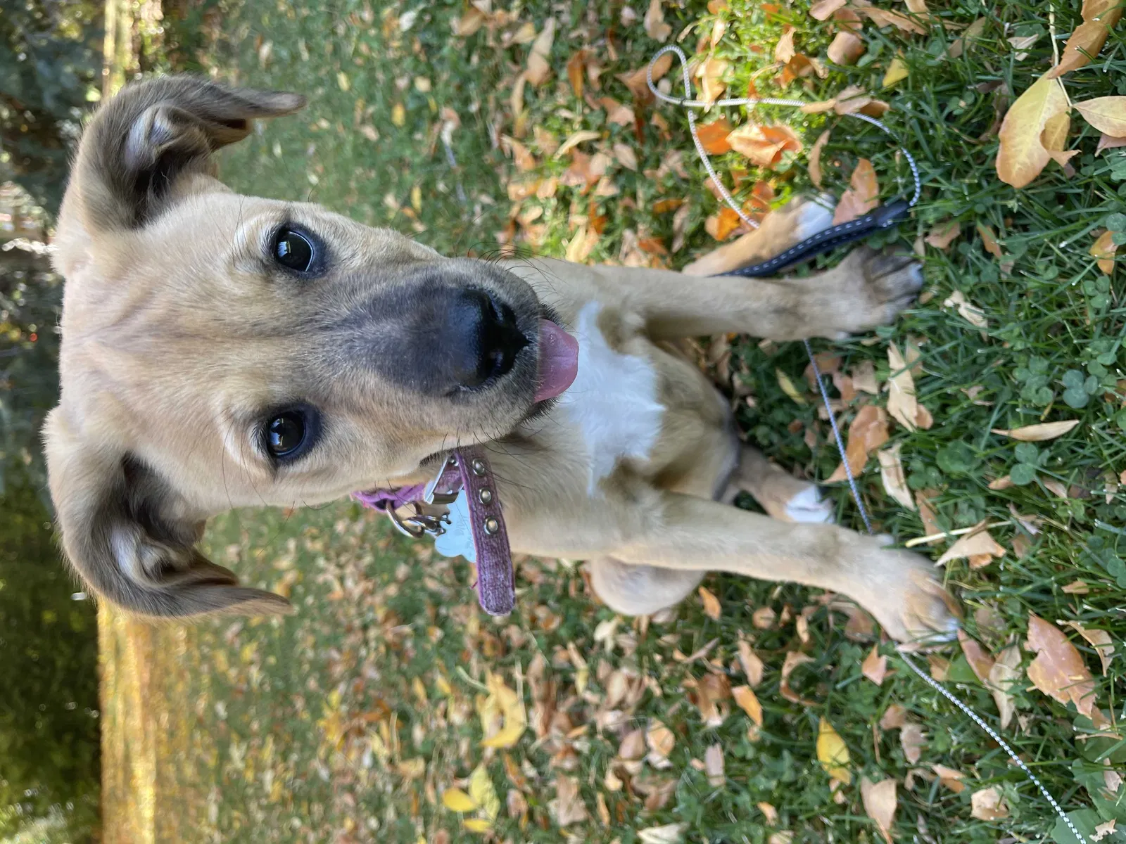 Lost dog in Denver, CO, 80231