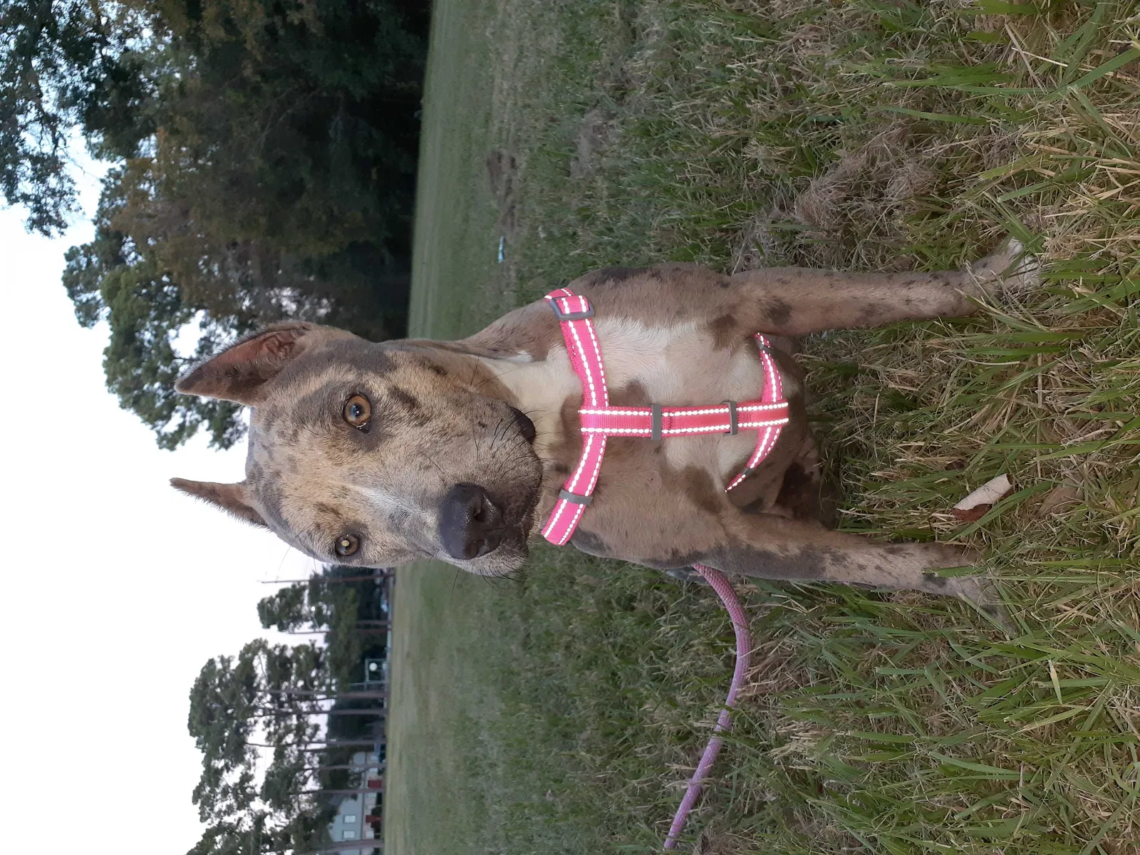 Lost dog in Houston, TX, 77092