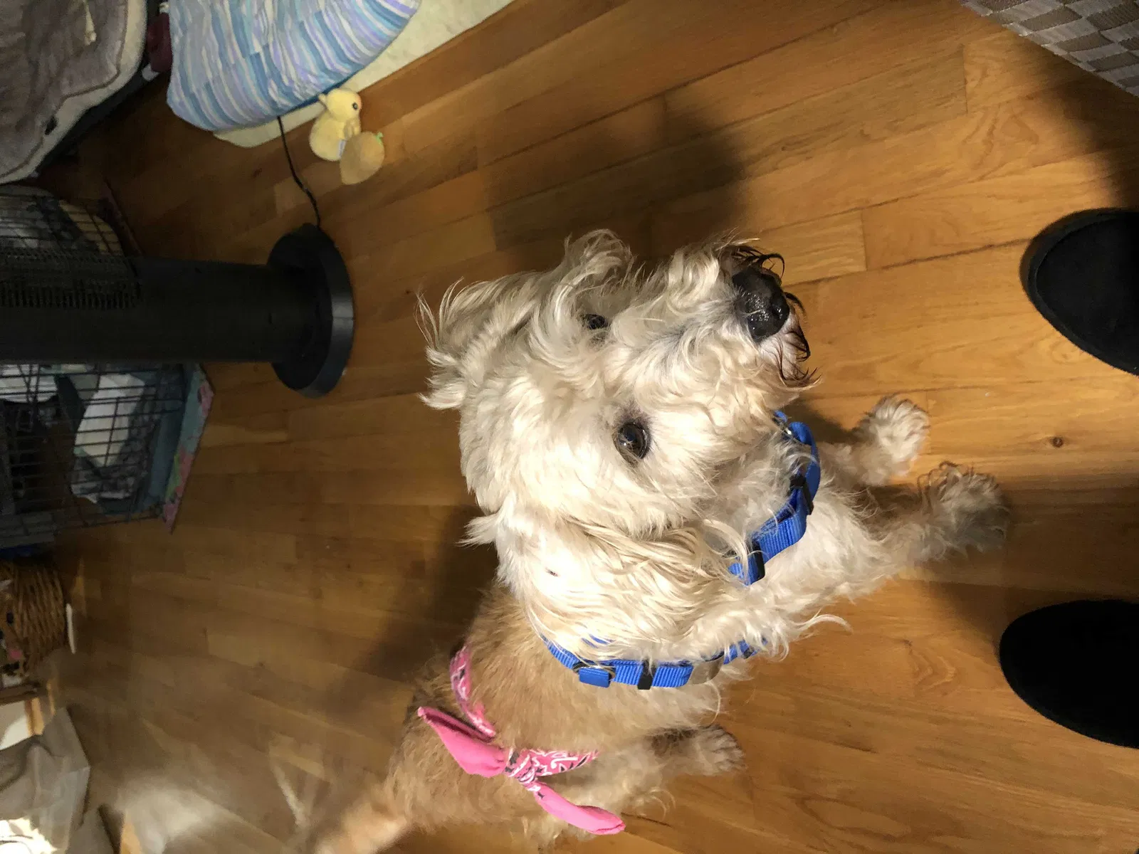 Found dog in Wilmington, NC, 28401