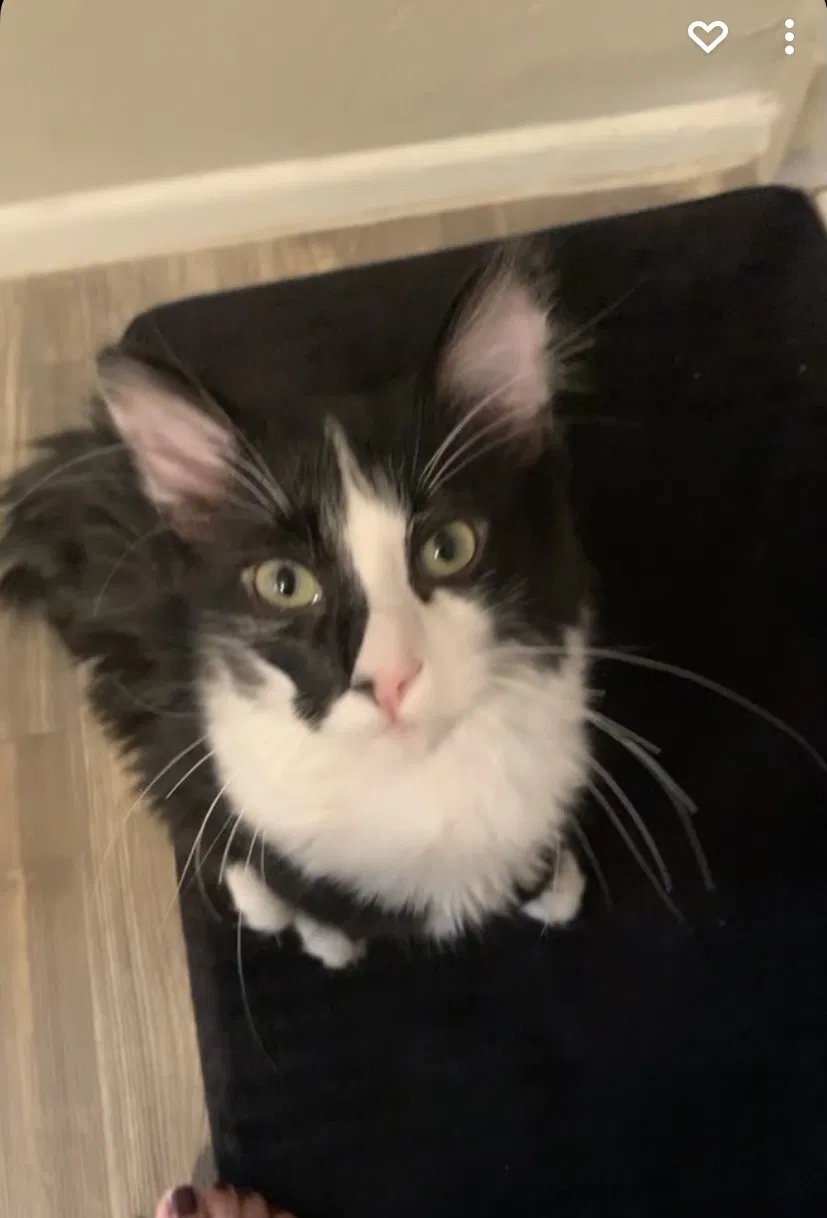 Lost cat in Chandler, AZ, 85224