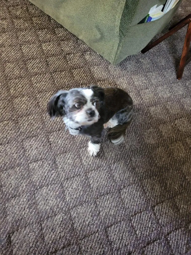 Lost dog in Brownsville, TX, 78521