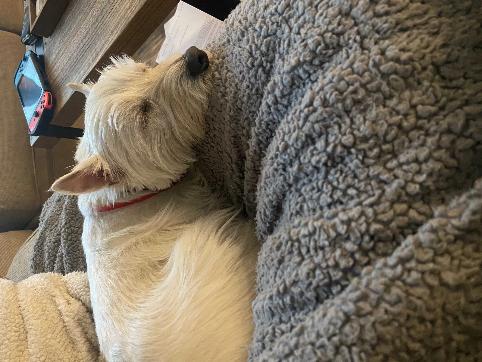 Lost dog in Suffolk, VA, 23434