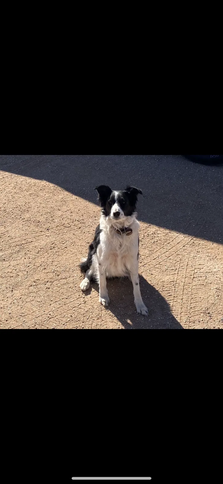 Lost dog in Tahoka, TX, 79373