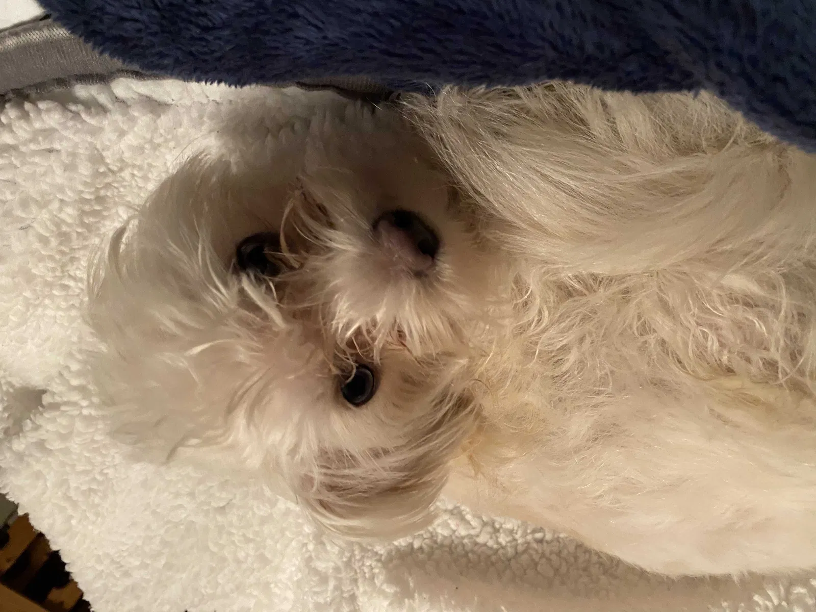 Lost dog in Sanford, NC, 27332