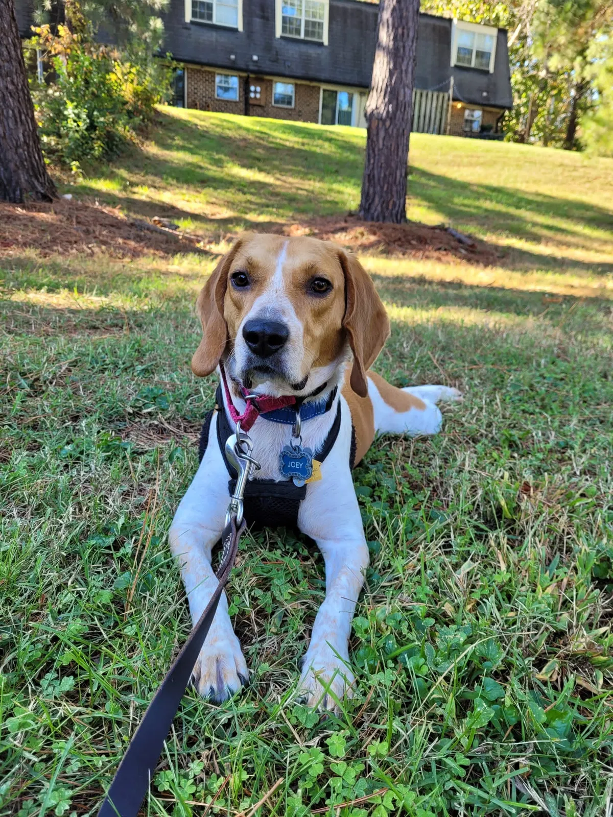 Lost dog in Fuquay Varina, NC, 27526