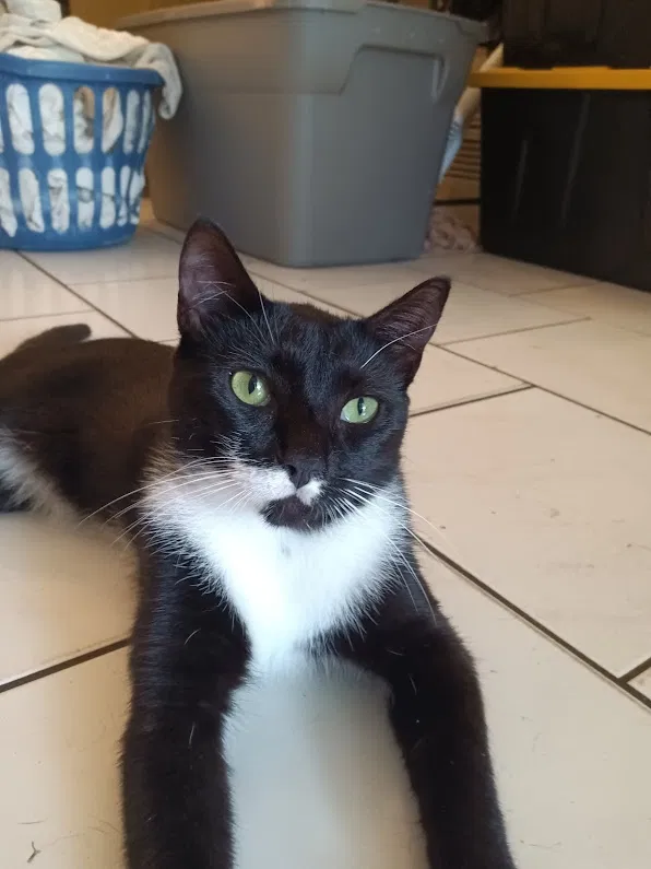 Lost cat in Fort Lauderdale, FL, 33323