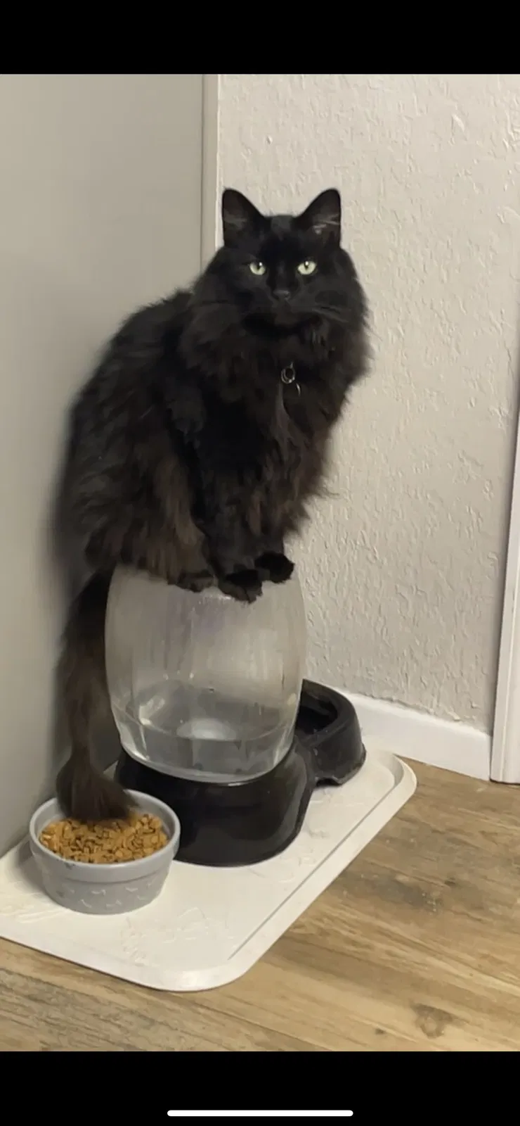 Lost cat in Dunedin, FL, 34698