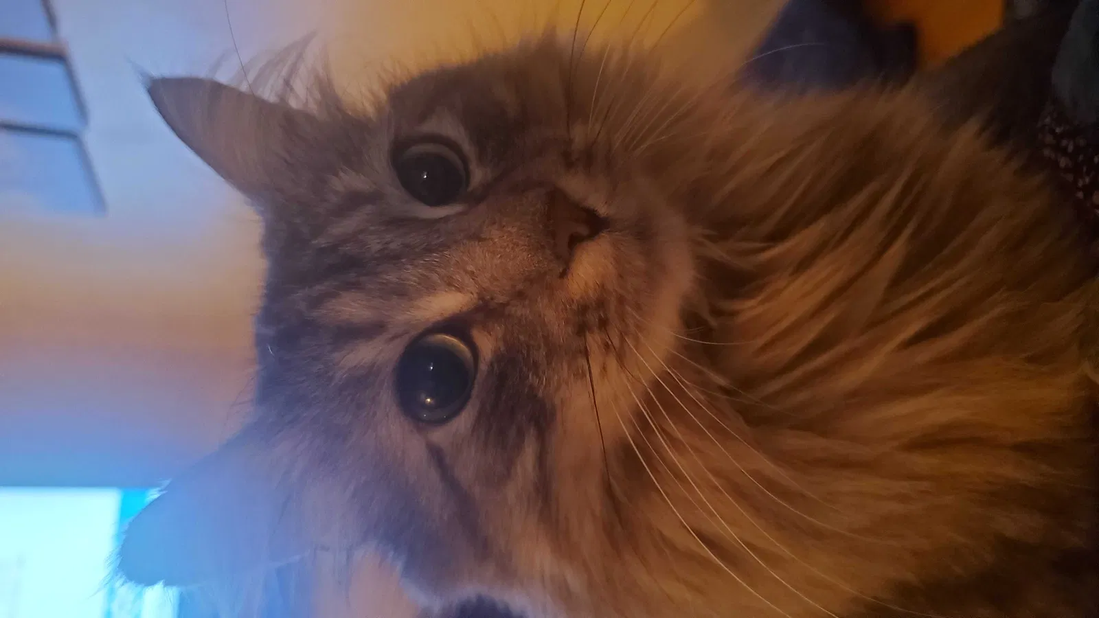 Lost cat in Saint Paul, MN, 55106